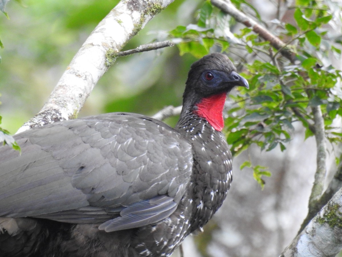 Crested Guan - ML529201791