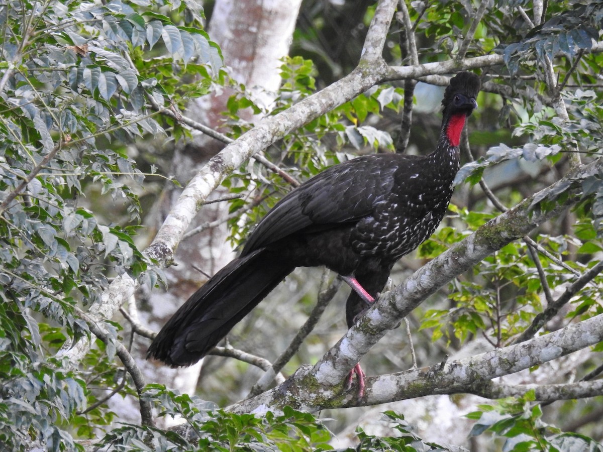 Crested Guan - ML529201801