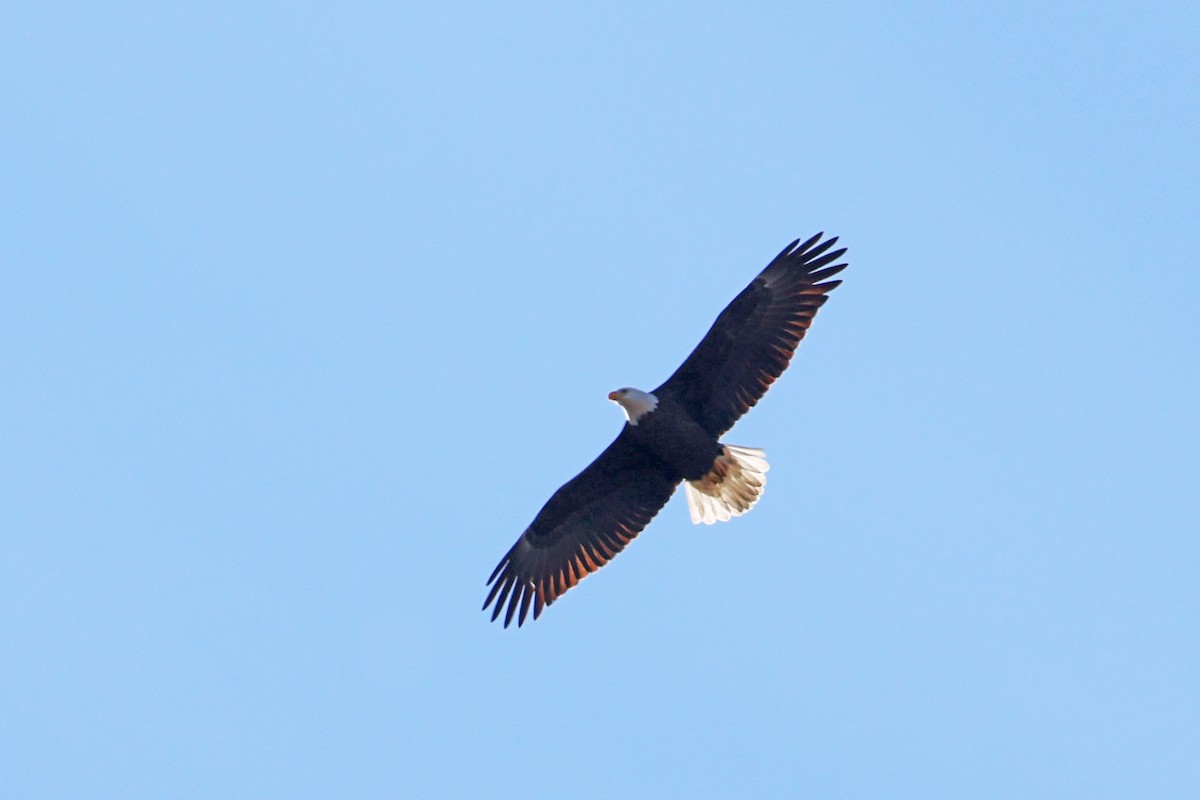 Bald Eagle - ML529203011