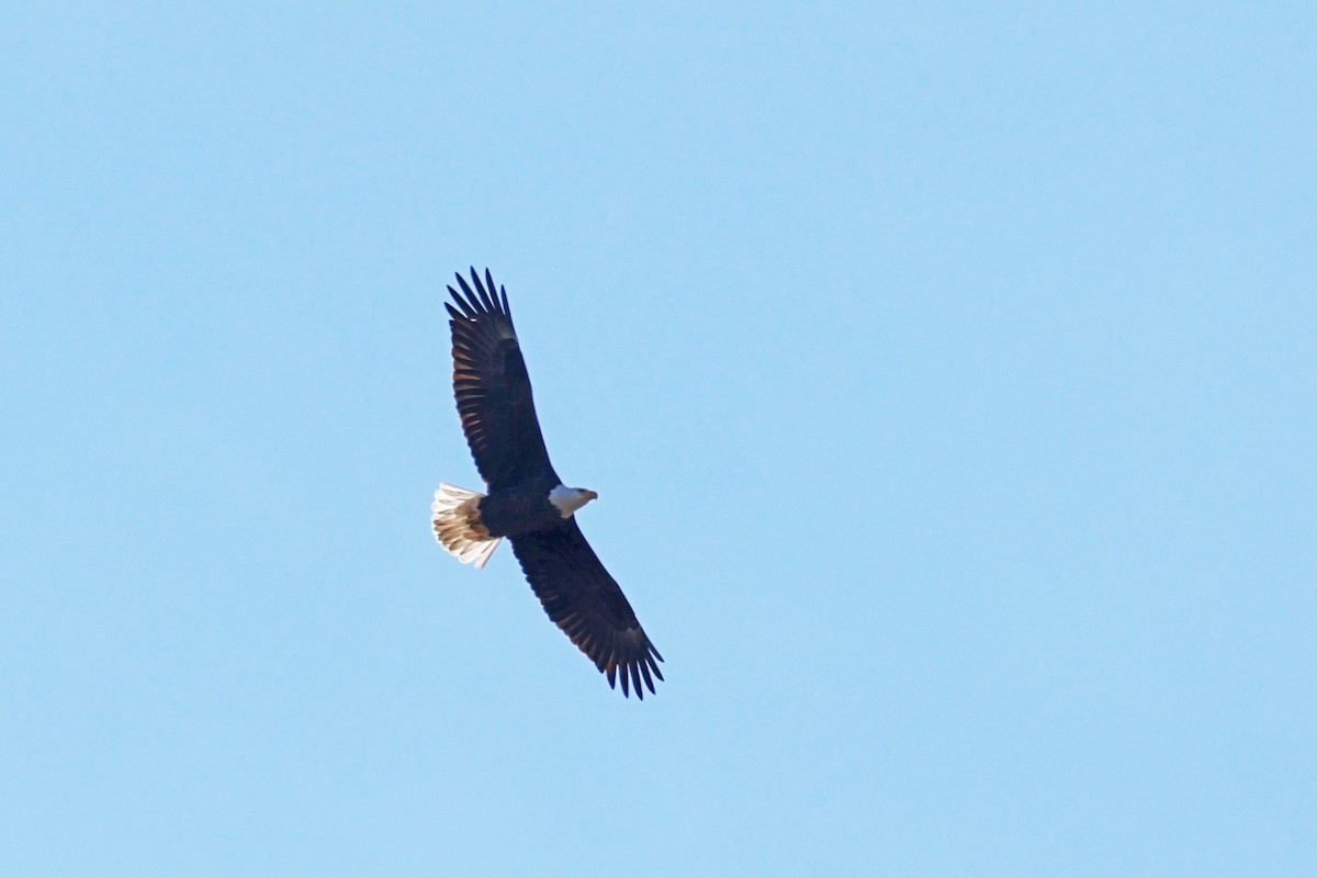 Bald Eagle - ML529203021