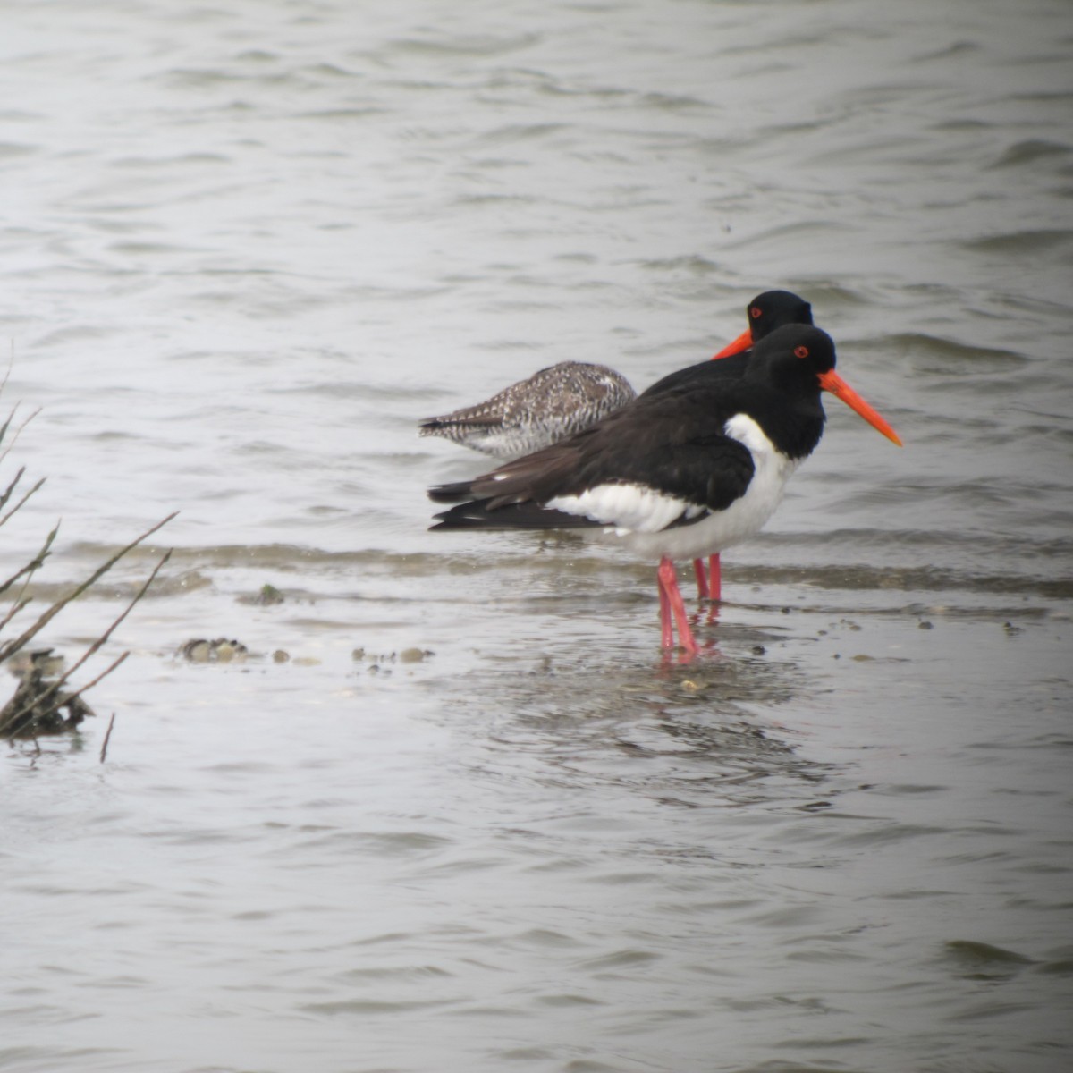 Eurasian Oystercatcher - ML529203141
