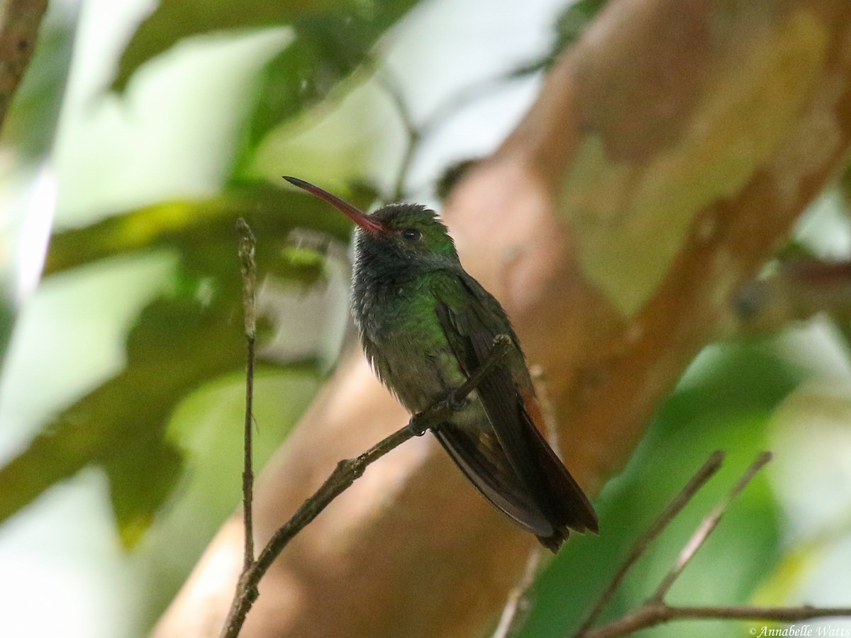 Rufous-tailed Hummingbird - ML529203361