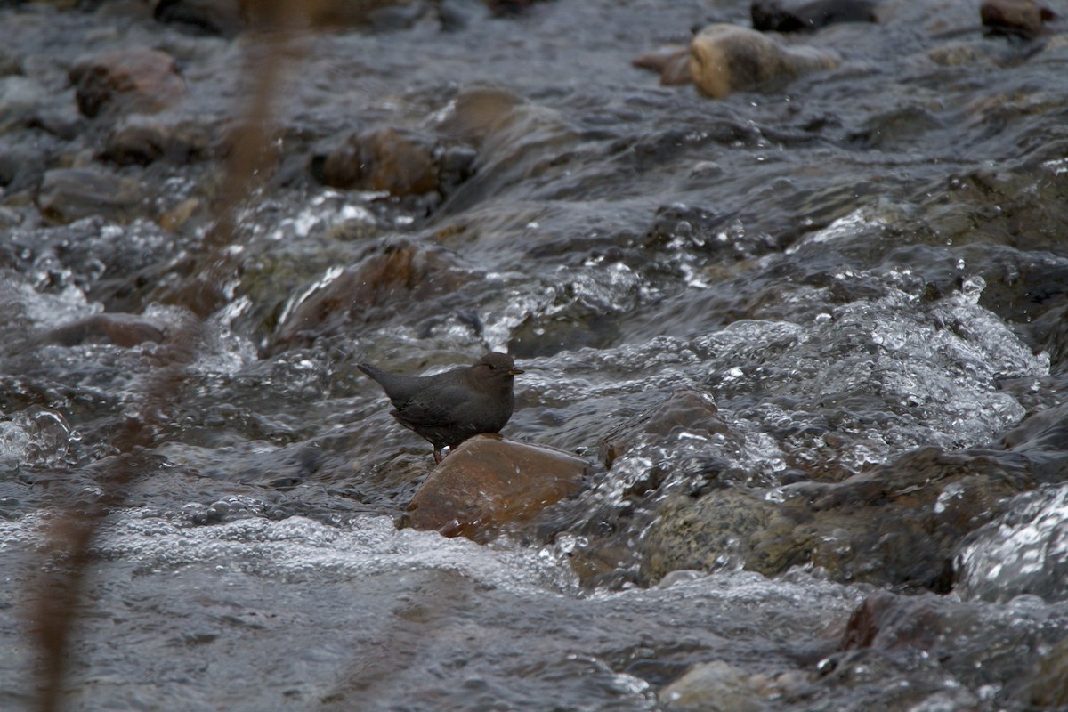 American Dipper - ML529205111