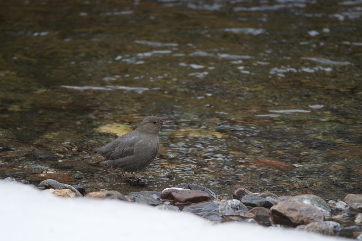 American Dipper - ML529205141