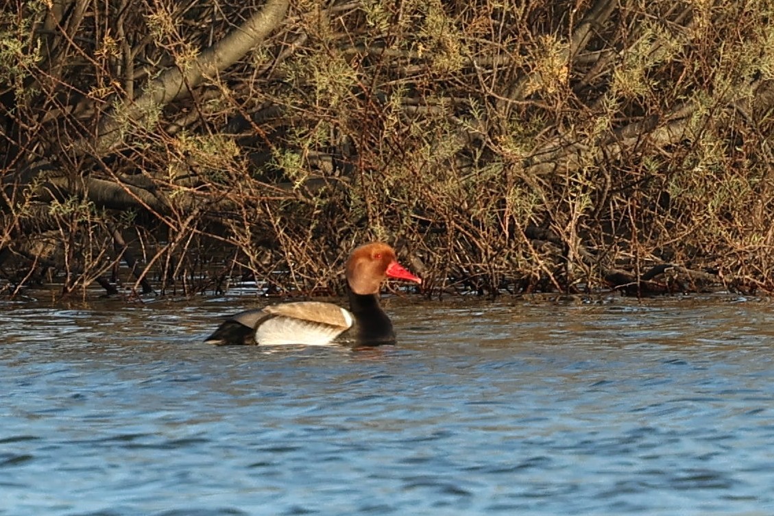 Red-crested Pochard - ML529205631