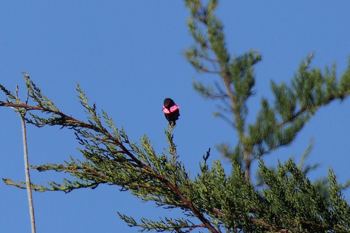 Anna's Hummingbird - ML529206741