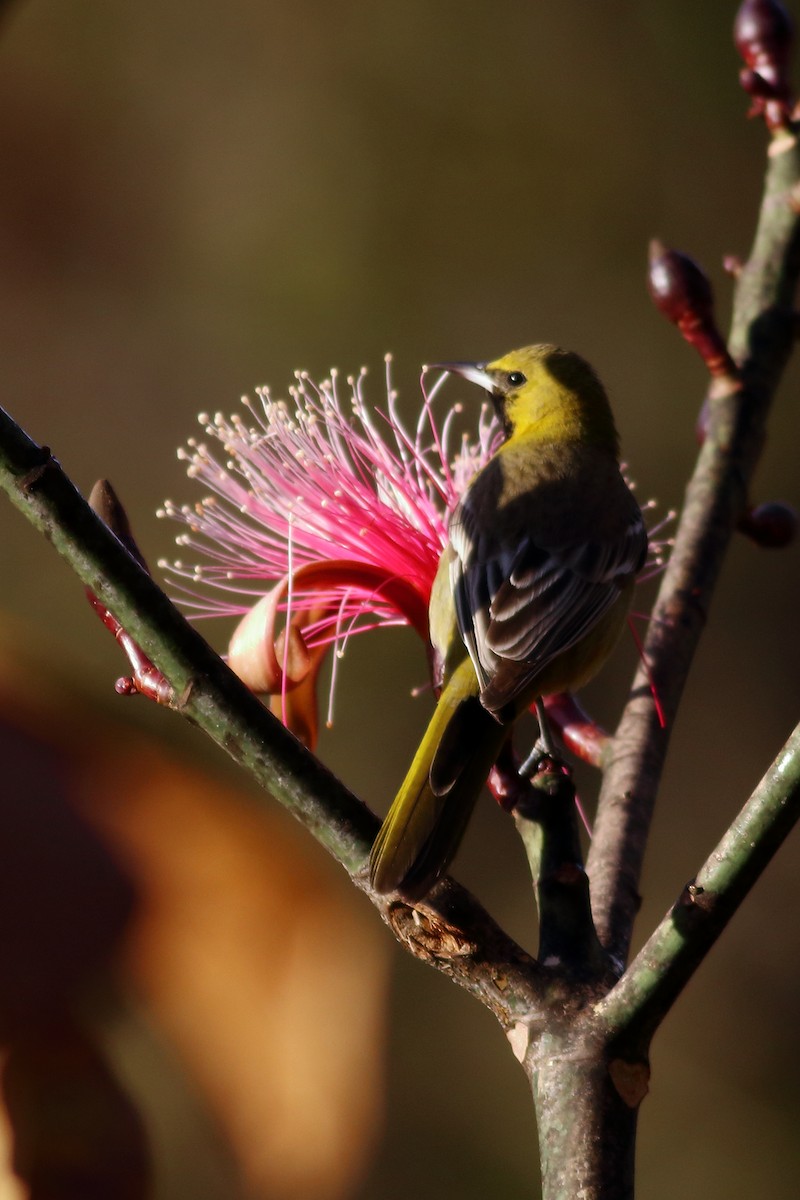 Streak-backed Oriole - Daniel Becerra