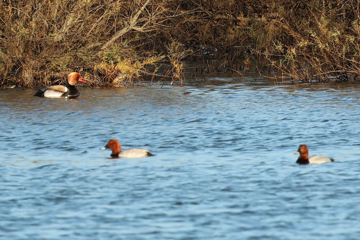 Red-crested Pochard - ML529206841