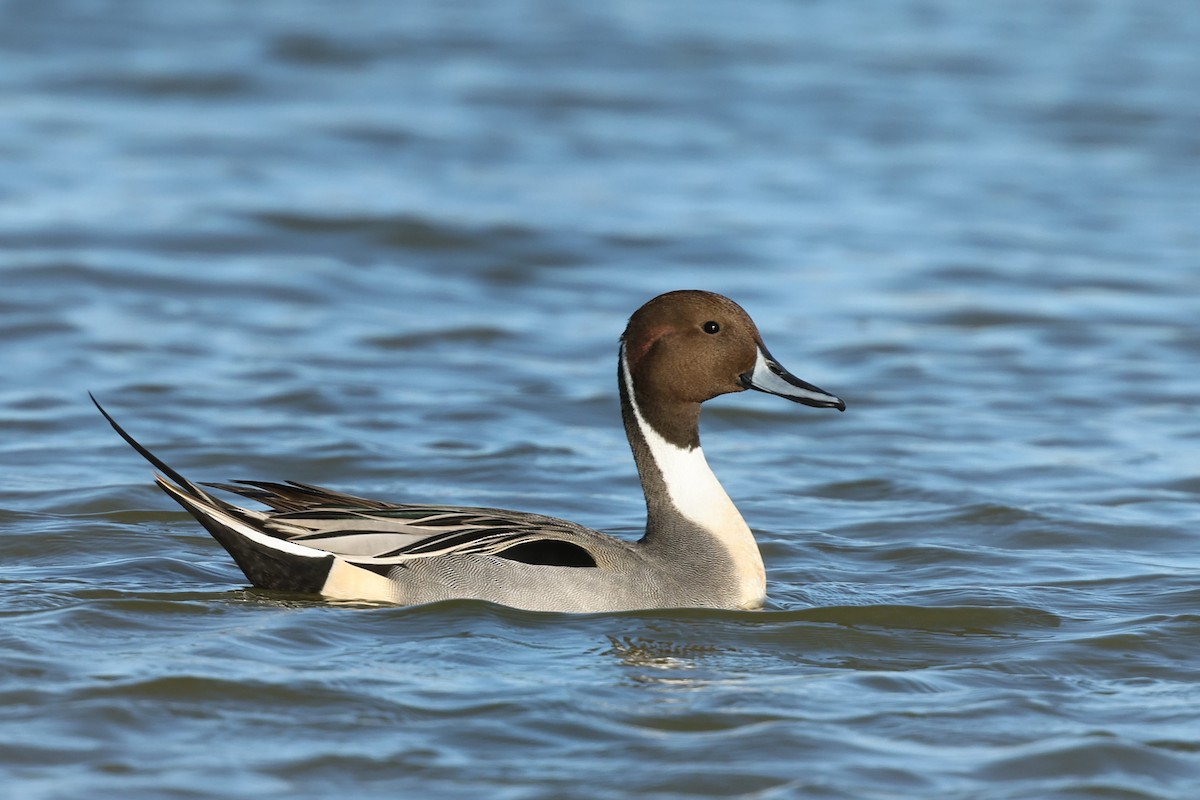 Northern Pintail - Tiago Guerreiro