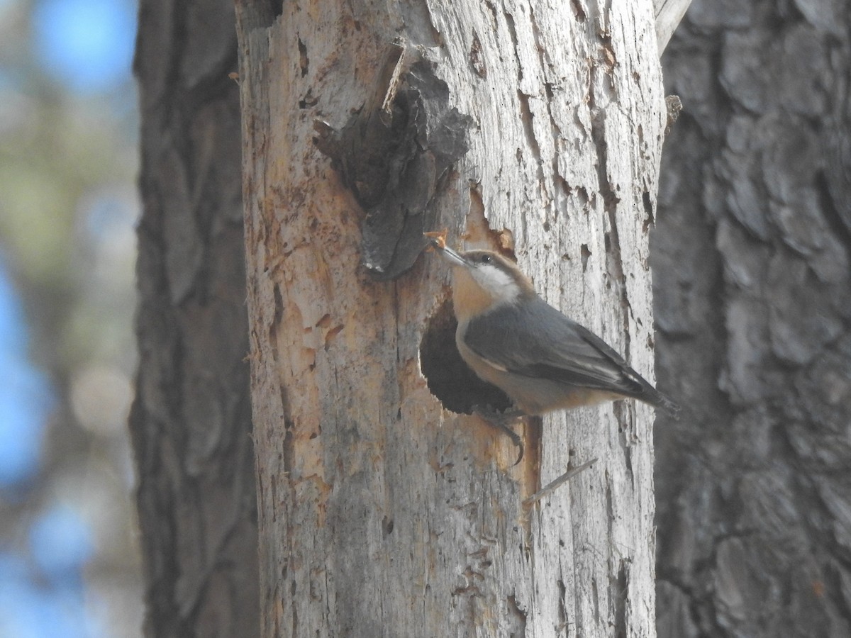 Brown-headed Nuthatch - ML529210201