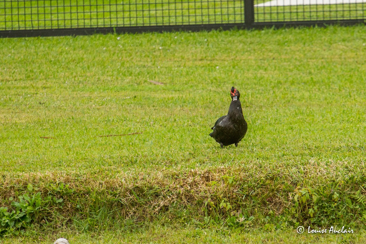 Muscovy Duck (Domestic type) - ML529210401