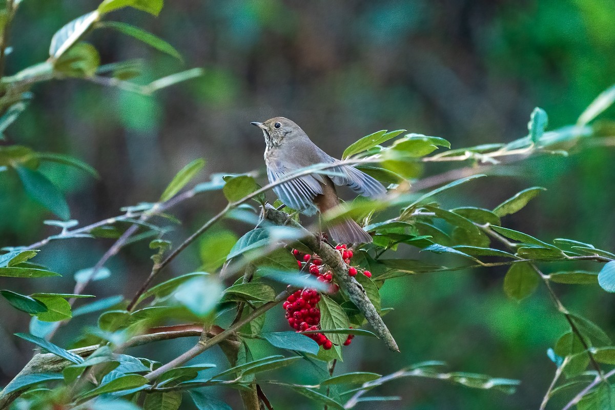 Hermit Thrush - ML529213581