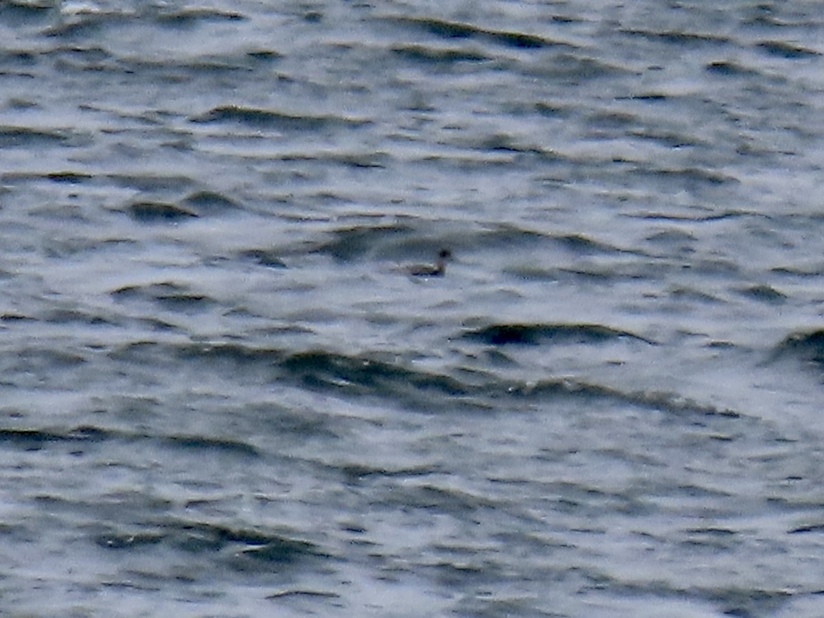 Grèbe à cou noir - ML529213601