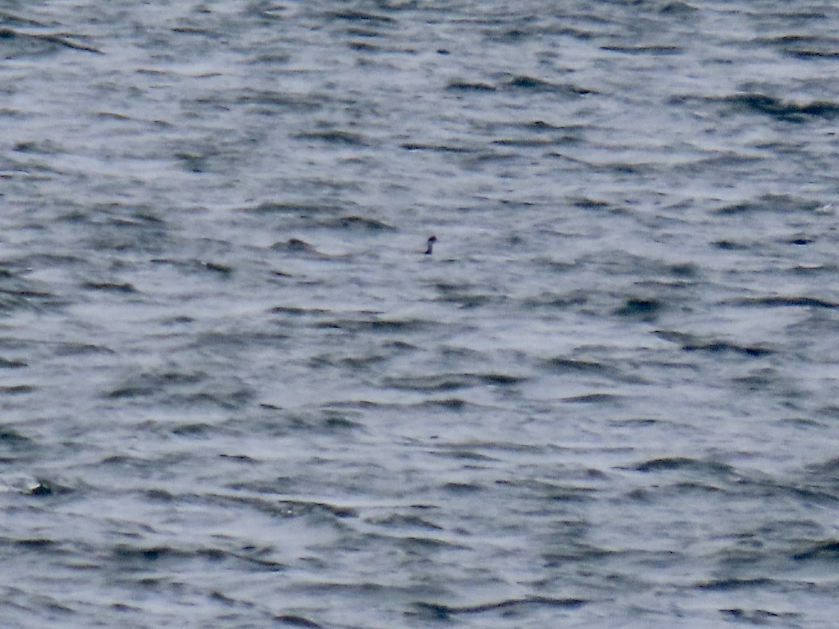 Grèbe à cou noir - ML529213611