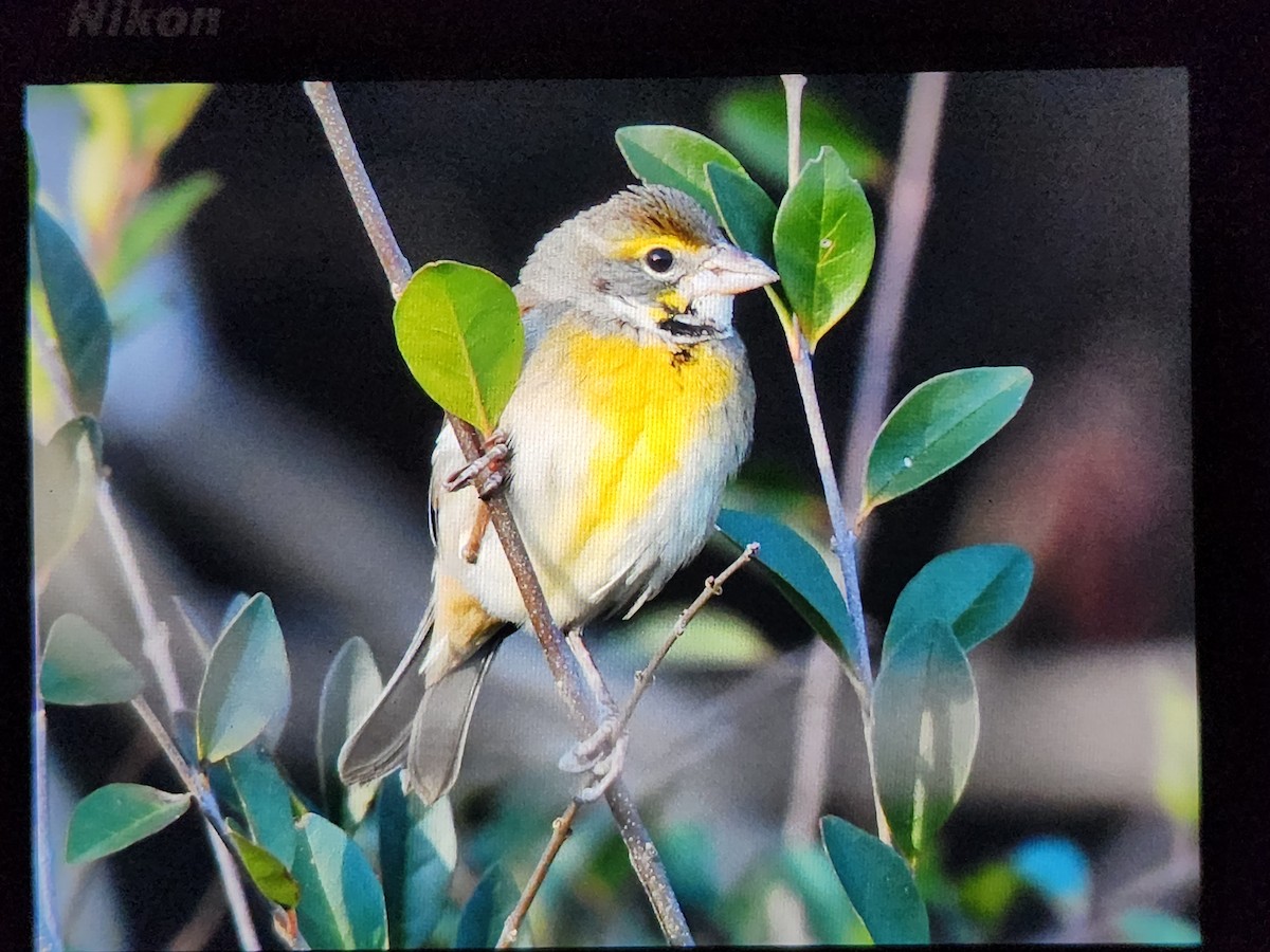 Dickcissel - Frederick Atwood