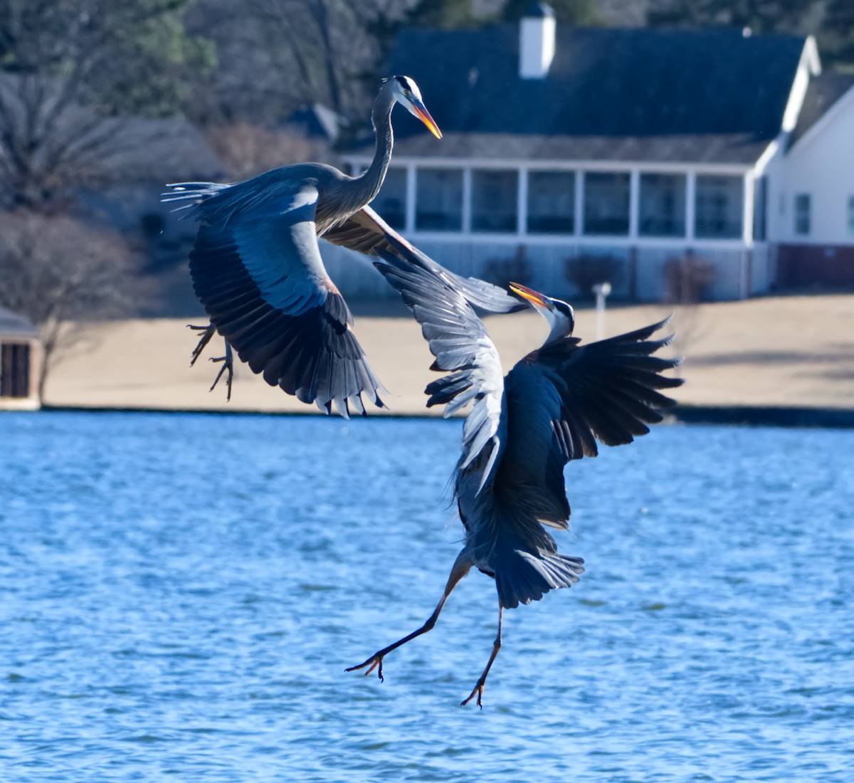 Great Blue Heron - Tamalyn Block Wortham