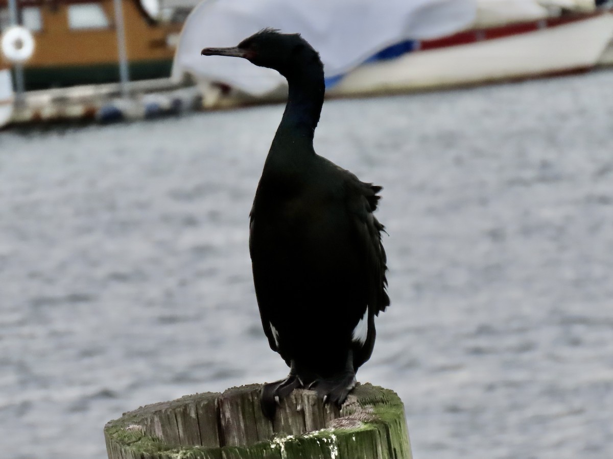 Cormoran pélagique - ML529213851