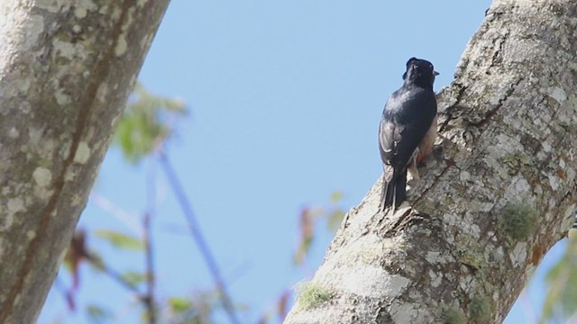 Puerto Rican Woodpecker - ML529215401