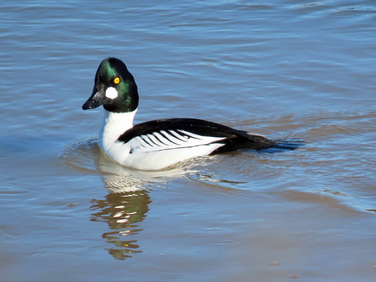 Common Goldeneye - ML529215731