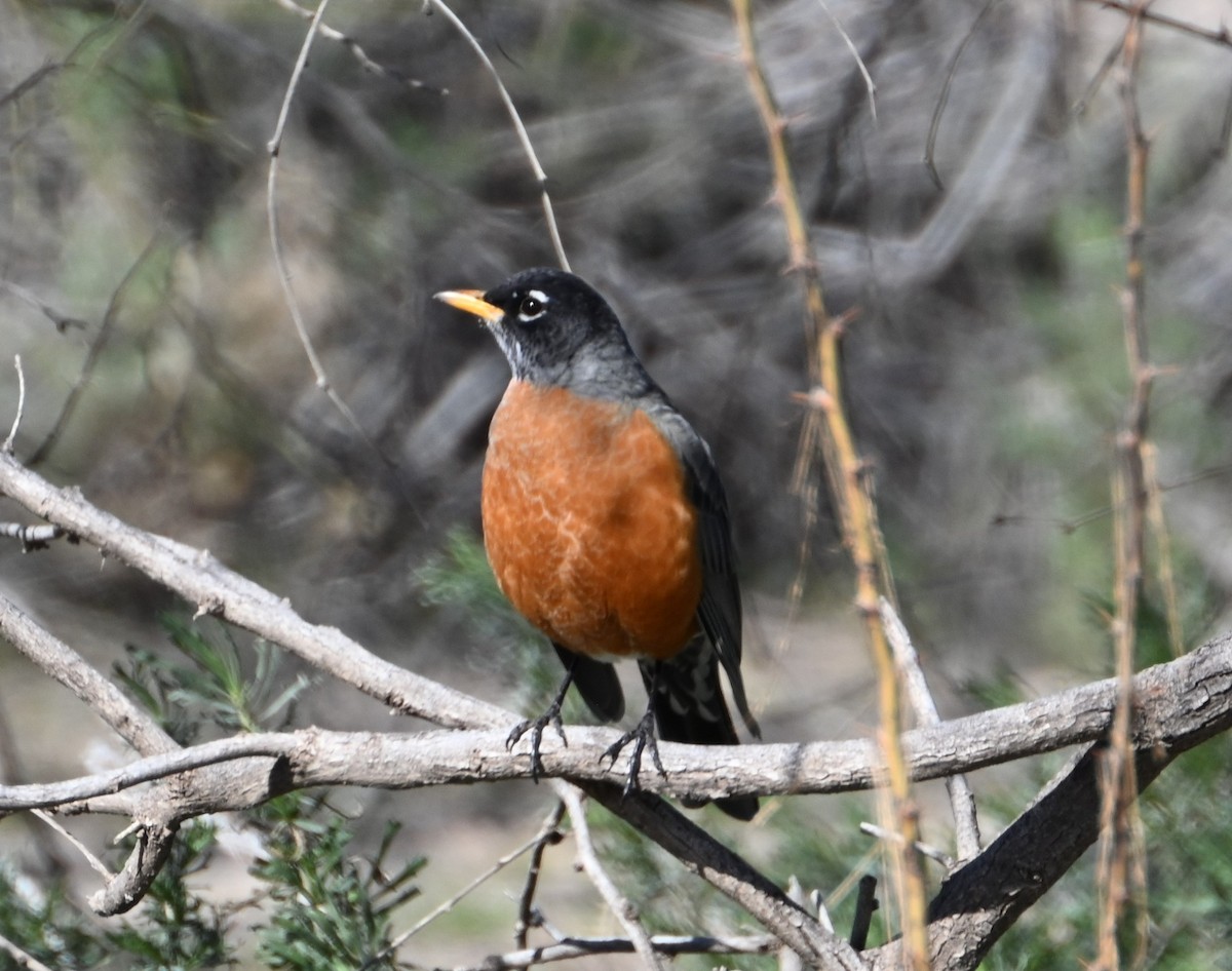 American Robin - ML529216071