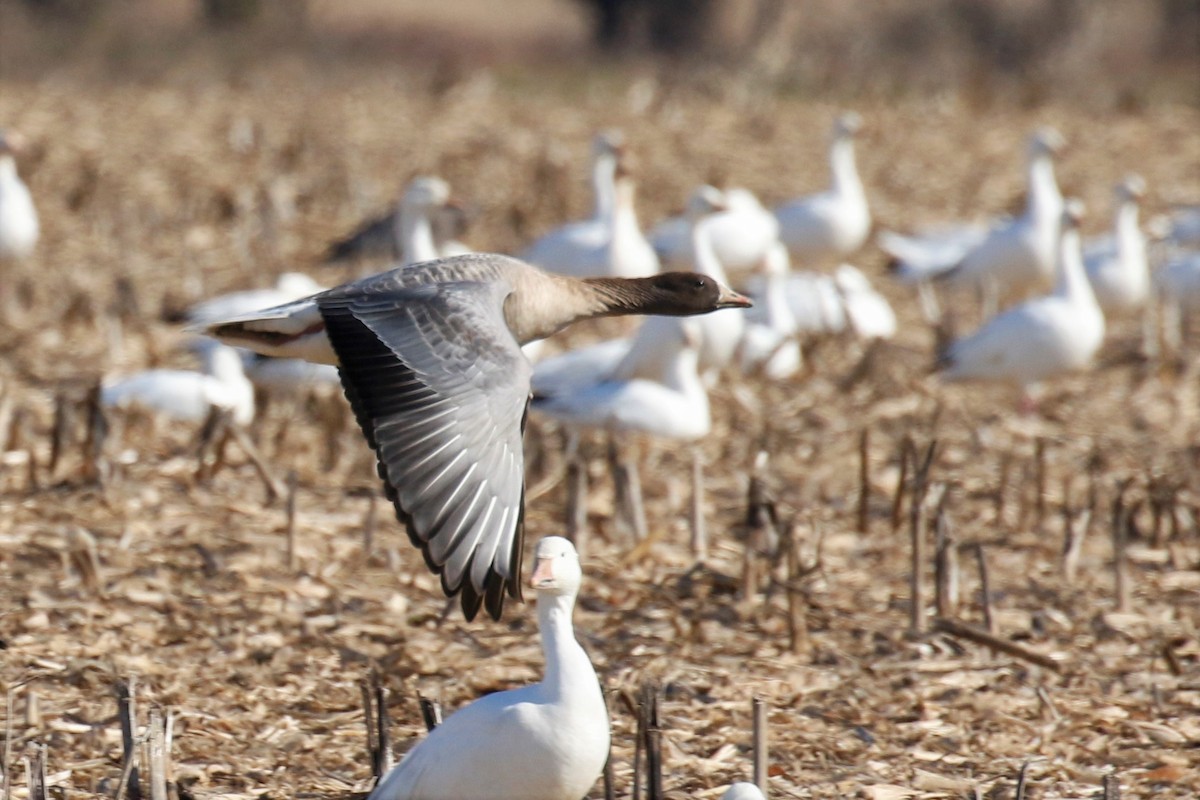 Pink-footed Goose - mario balitbit