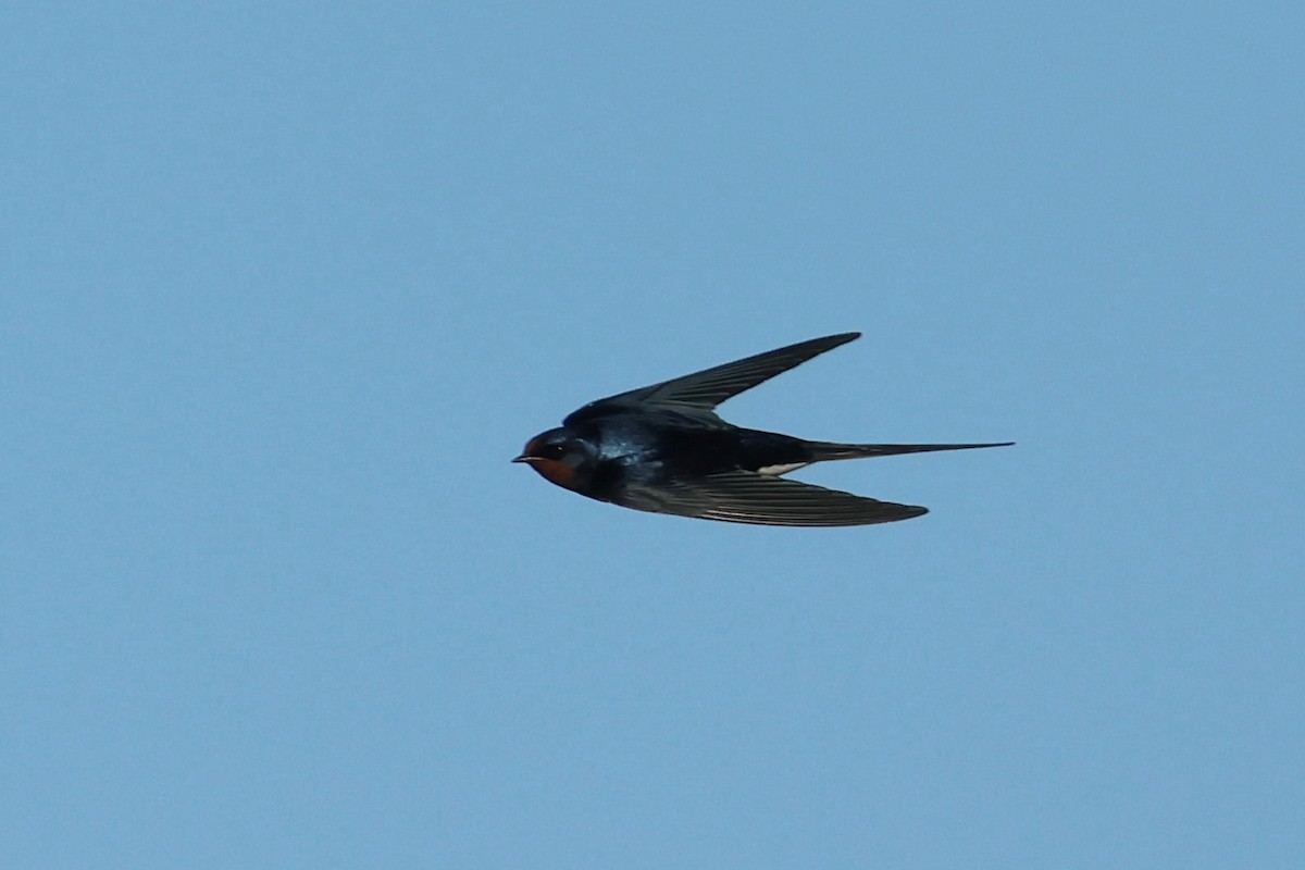 Barn Swallow - ML529217781