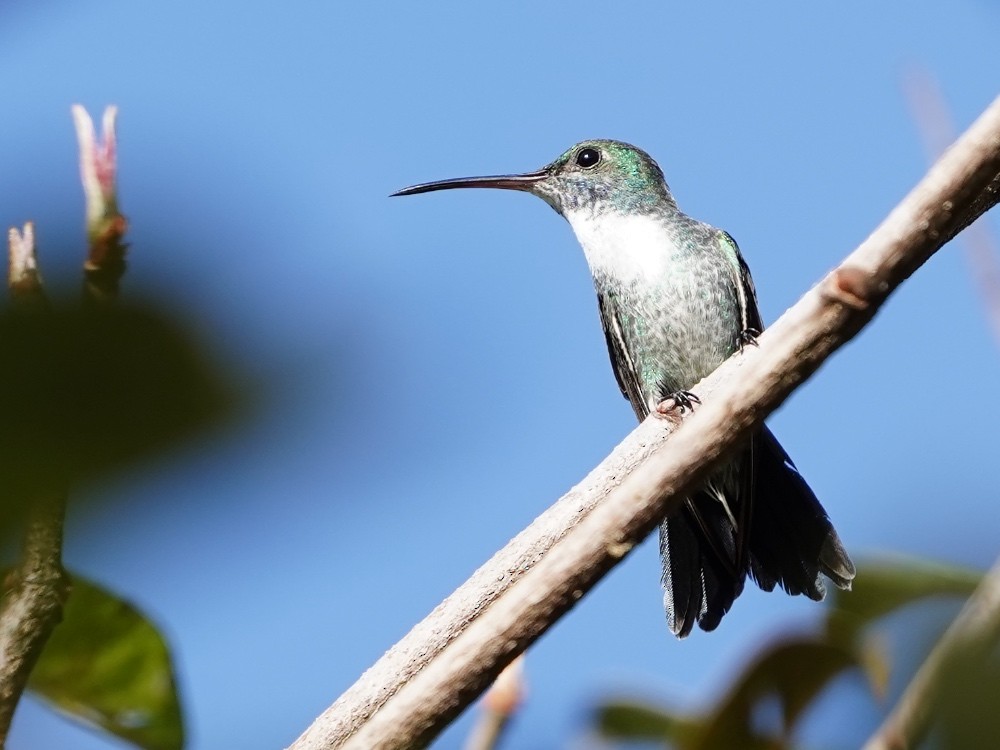 Sapphire-throated Hummingbird - Carlos Ulate