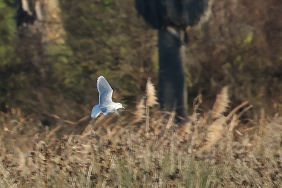 Little Gull - ML529219031