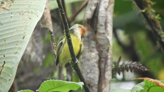 Rufous-crowned Tody-Flycatcher - ML529221101