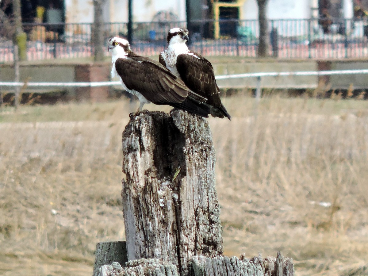 Osprey - ML52922131