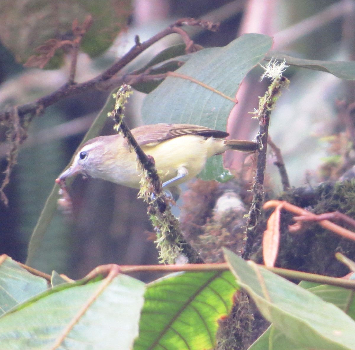 Brown-capped Vireo - ML52922221