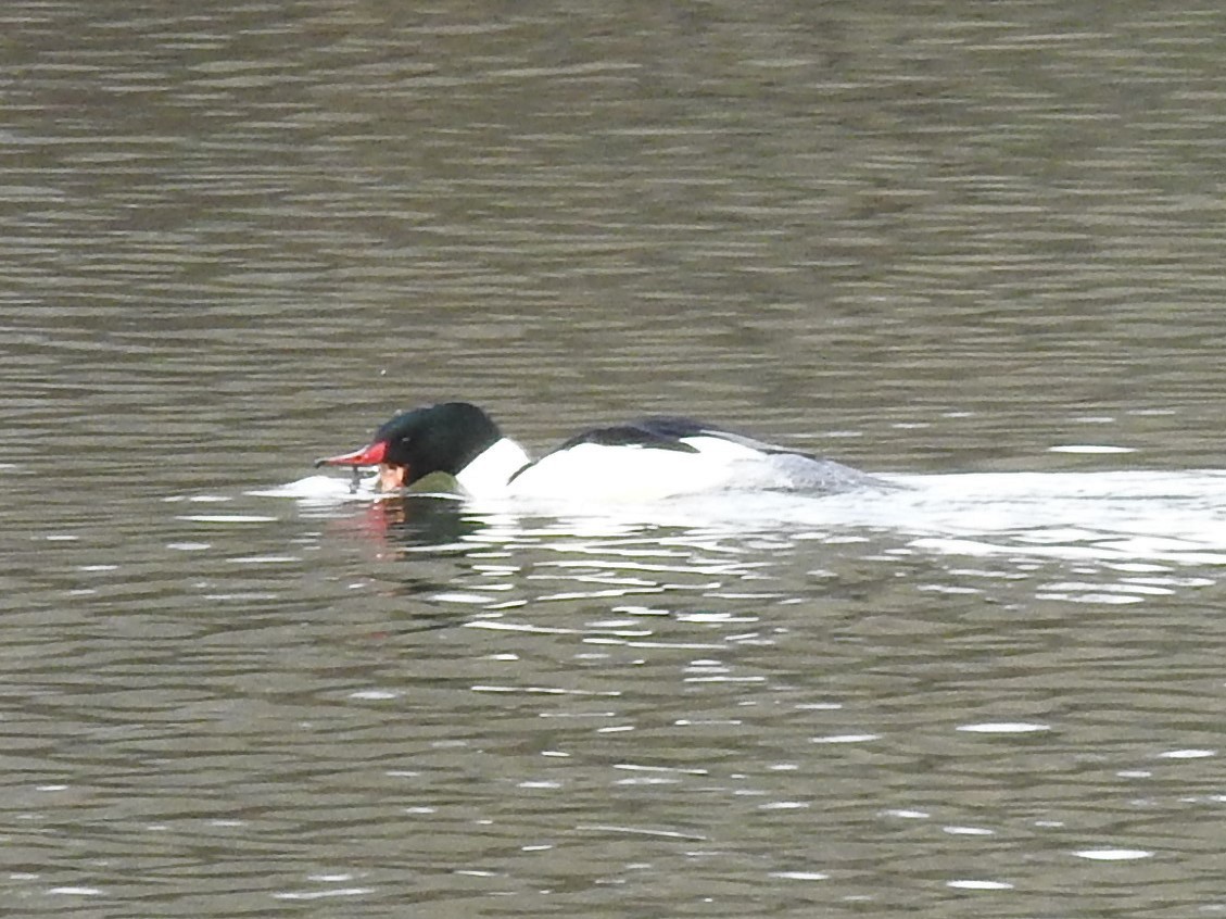 Common Merganser - Erik Bergman