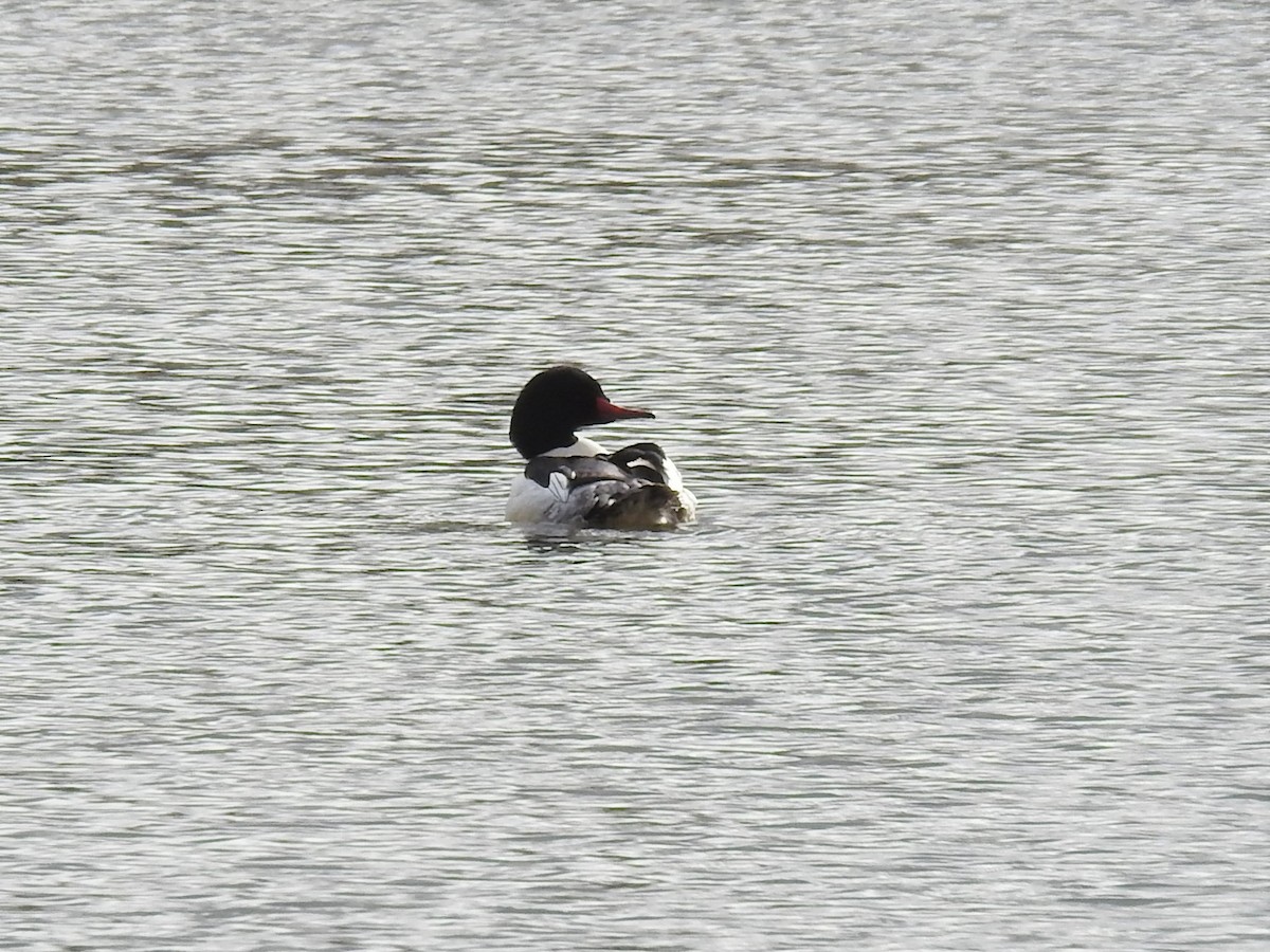 Common Merganser - ML529223071