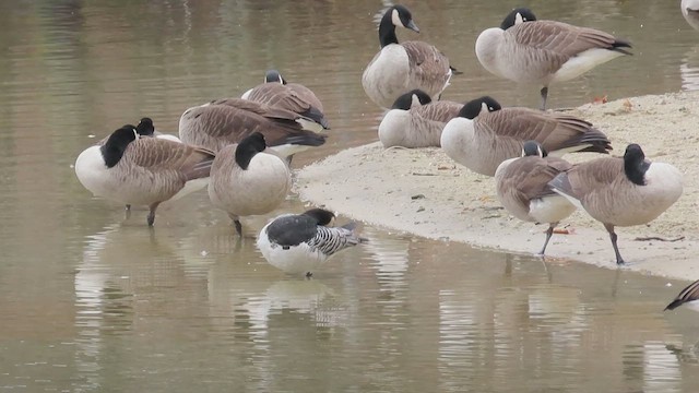 Barnacle Goose - ML529223801