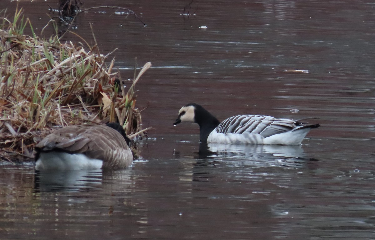 Barnacle Goose - ML529228081
