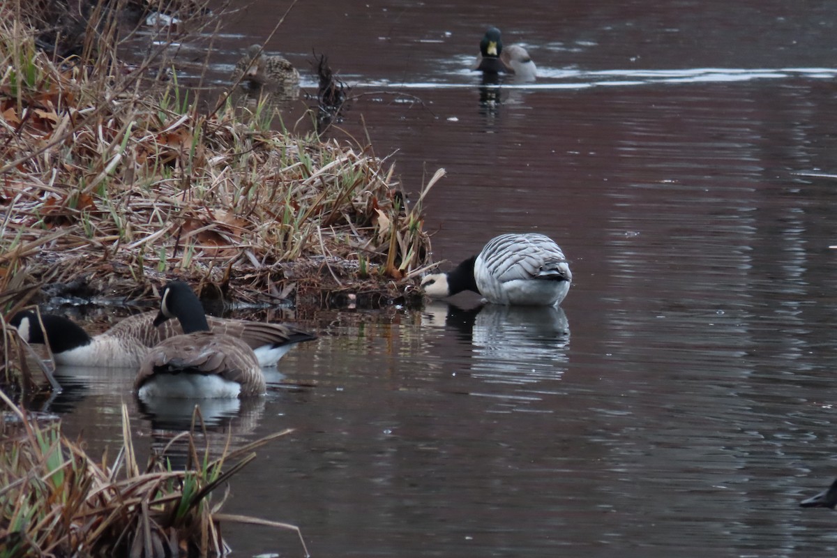 Barnacle Goose - ML529228101