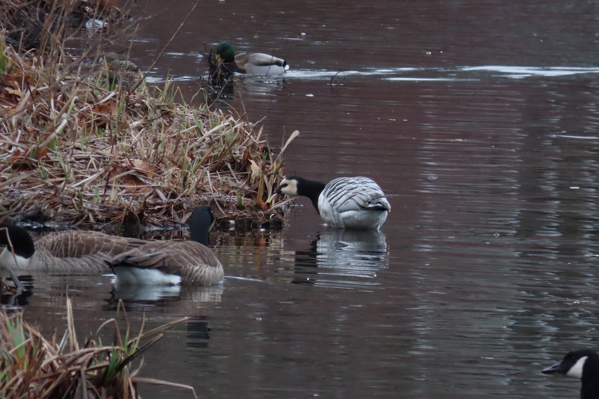 Barnacle Goose - ML529228111