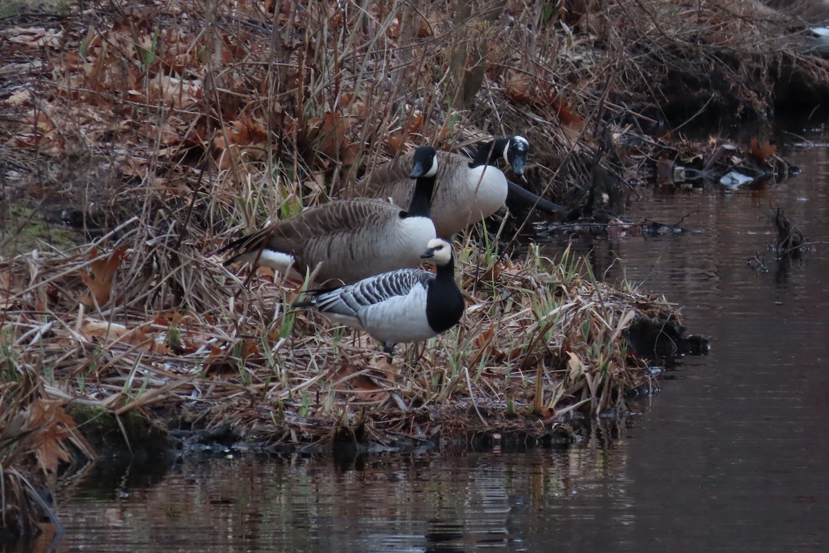 Barnacle Goose - ML529228131