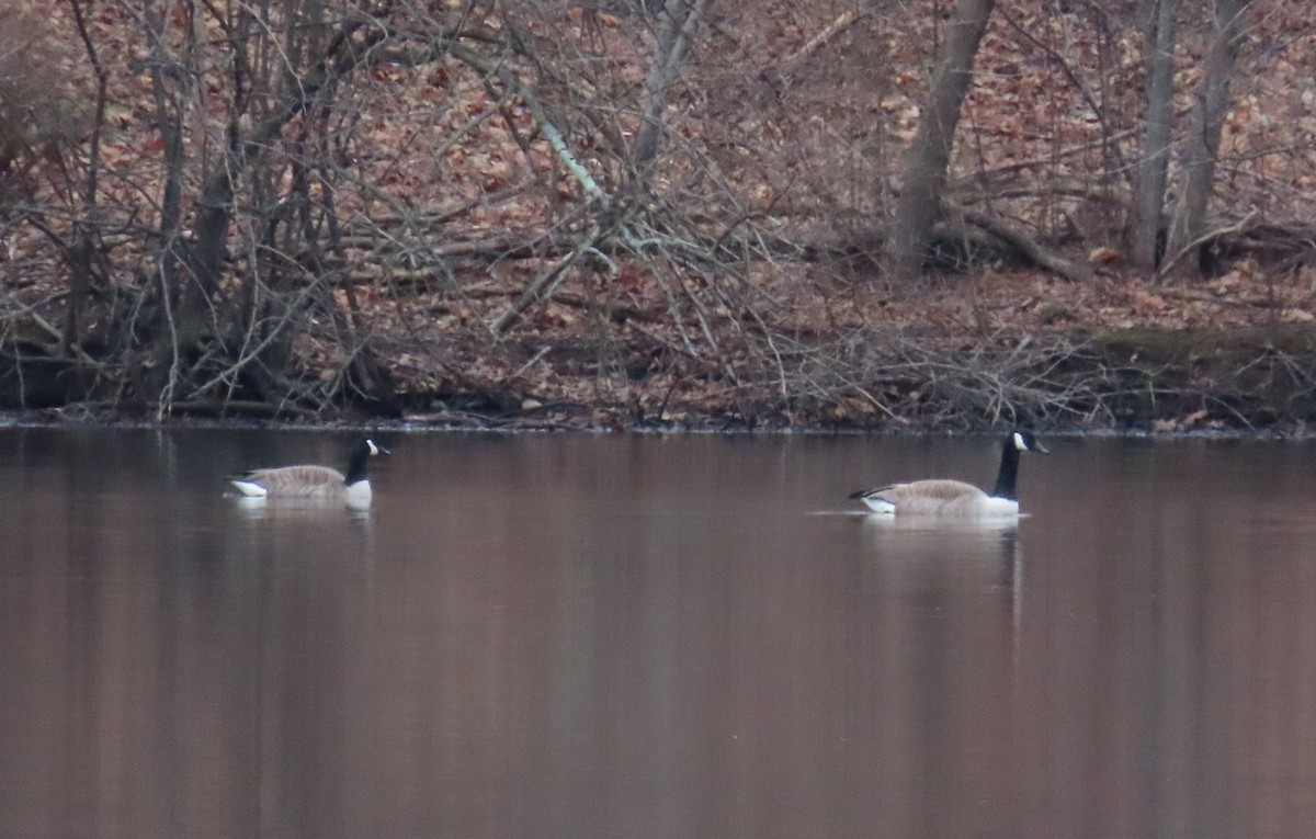 Canada Goose - ML529228571