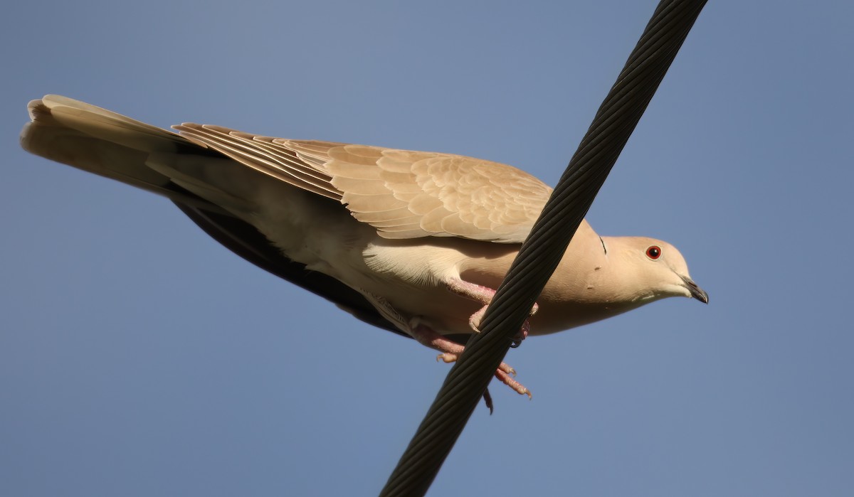 Eurasian Collared-Dove - ML529230211