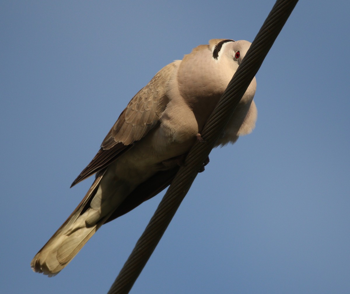 Eurasian Collared-Dove - Liam Ragan