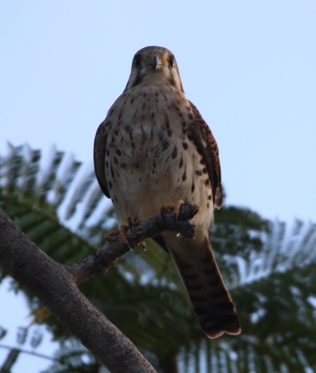 American Kestrel (Eastern Caribbean) - ML529230301