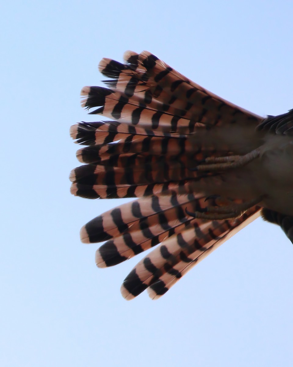 American Kestrel (Eastern Caribbean) - ML529230321