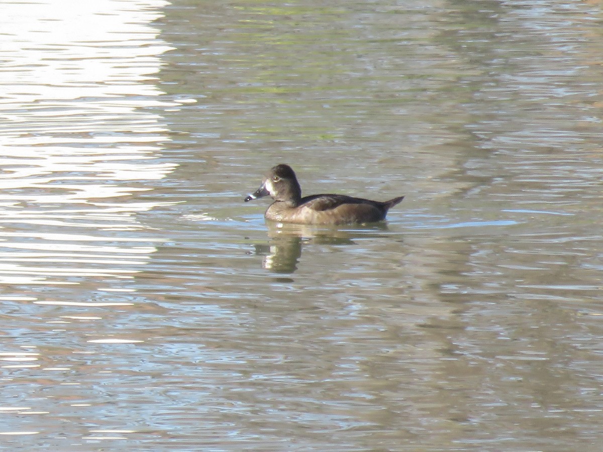 Ring-necked Duck - ML529230841