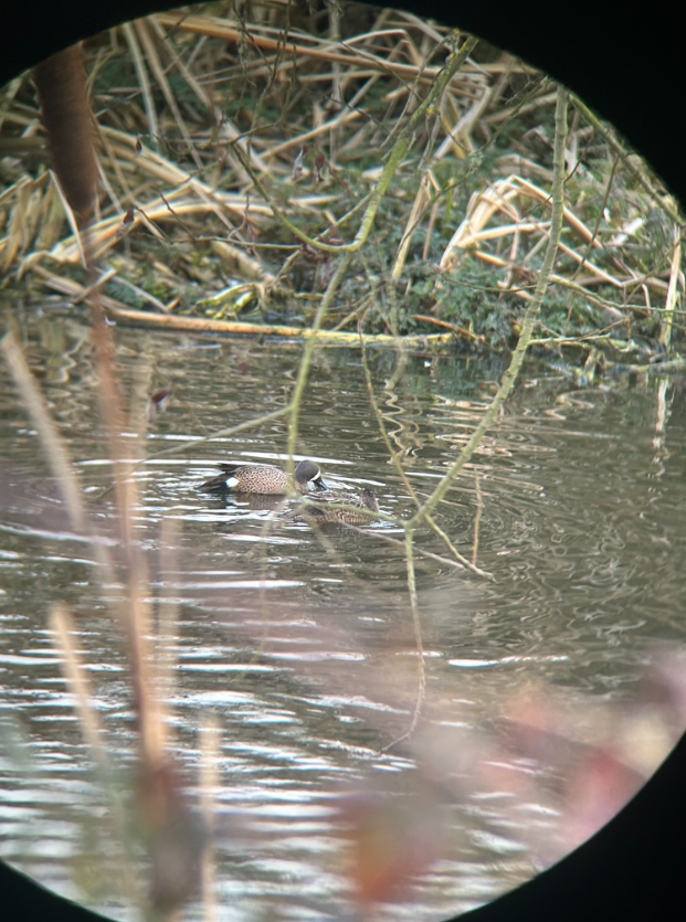 Blue-winged Teal - ML529231271