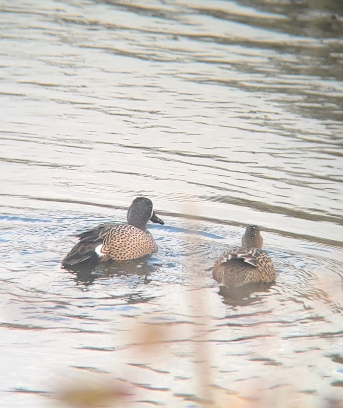 Blue-winged Teal - ML529231281