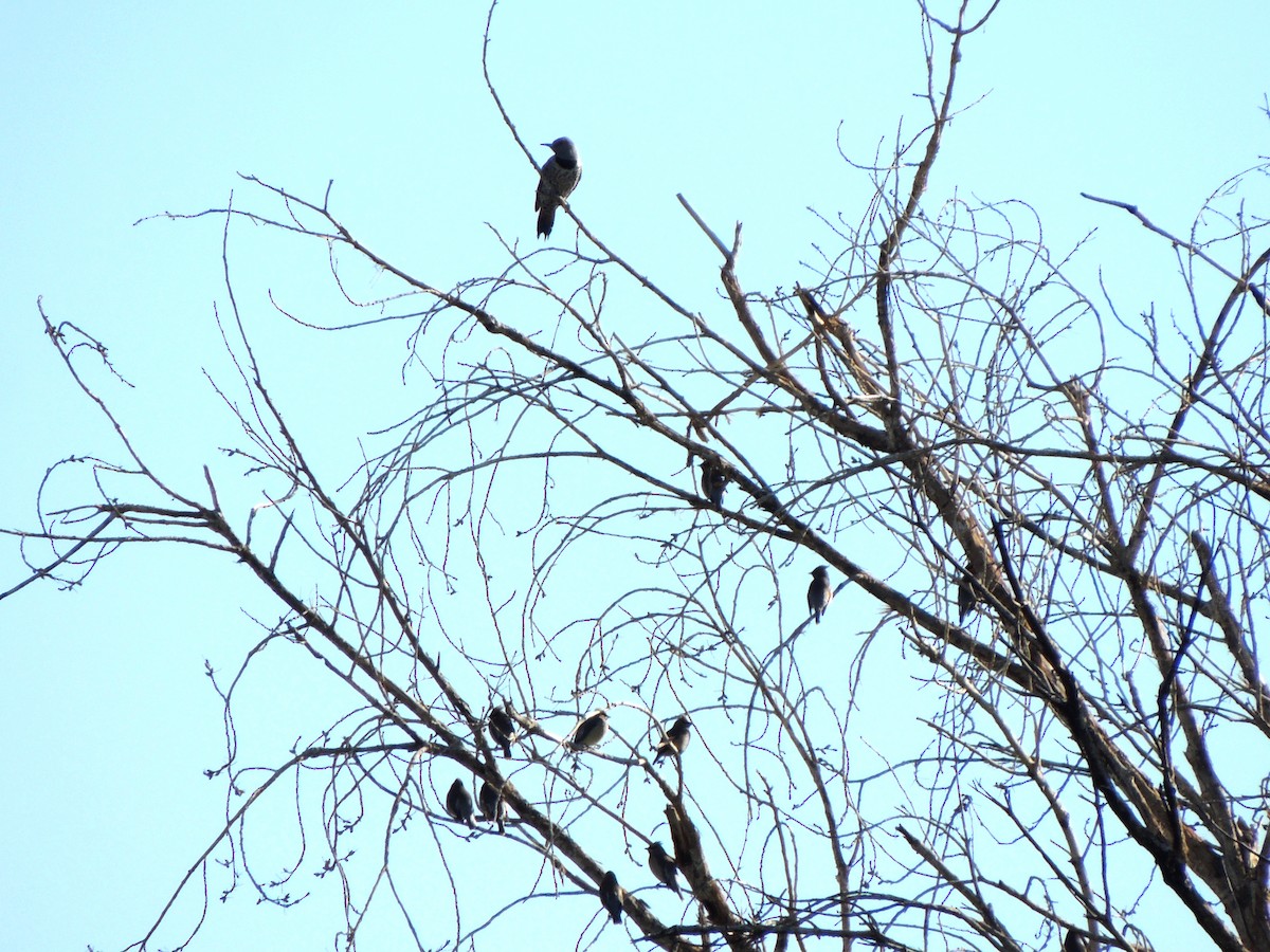 Northern Flicker - ML529232441