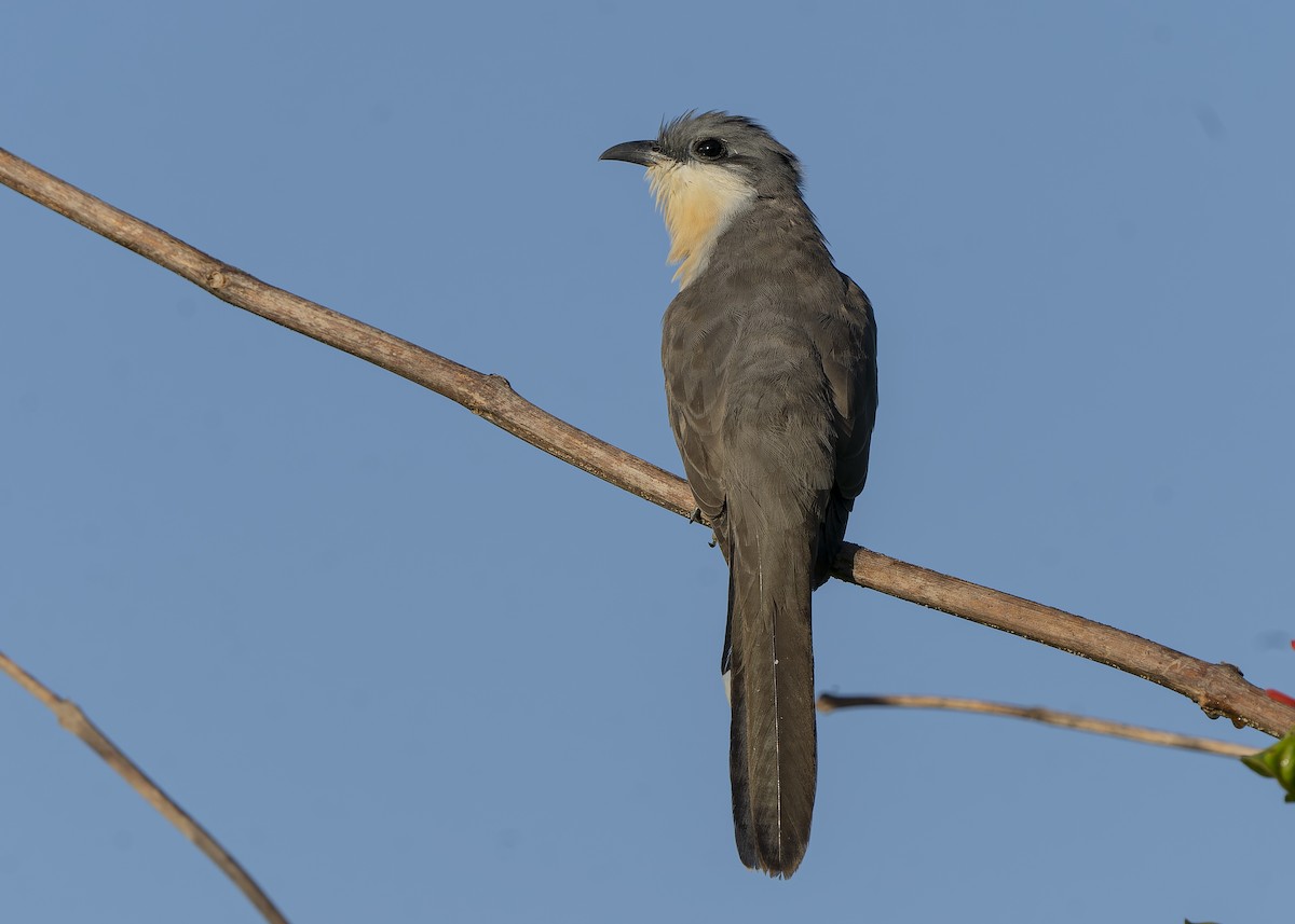 Dark-billed Cuckoo - ML529232831