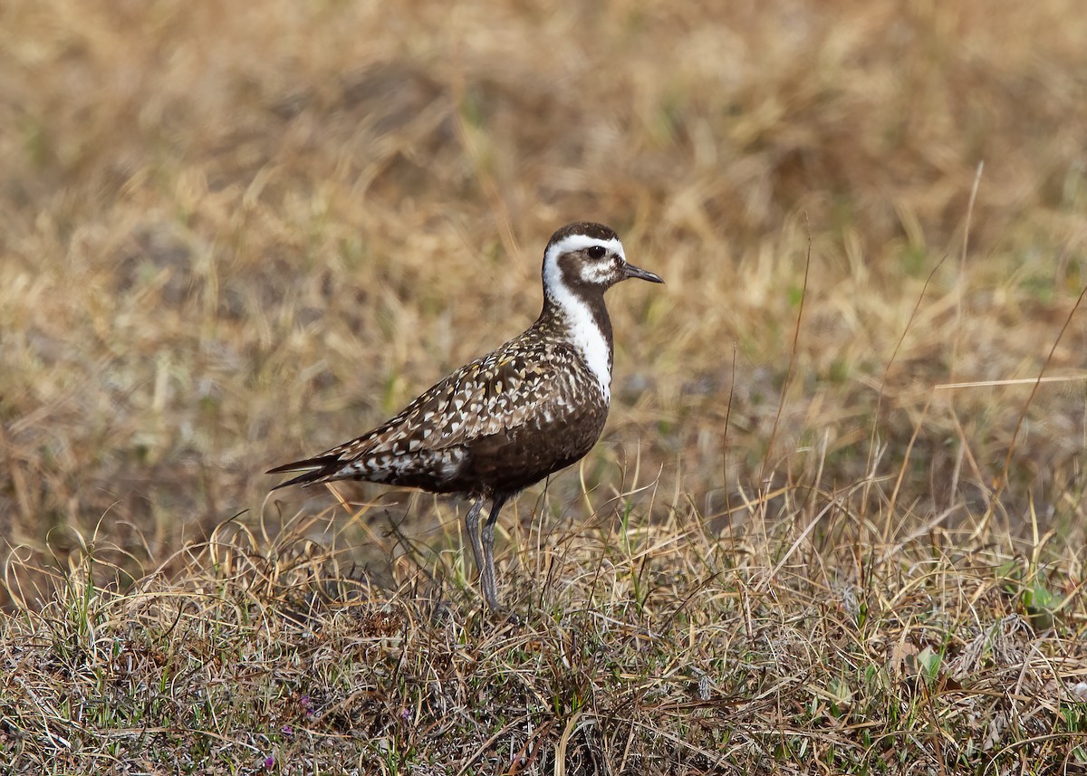 American Golden-Plover - ML529233871