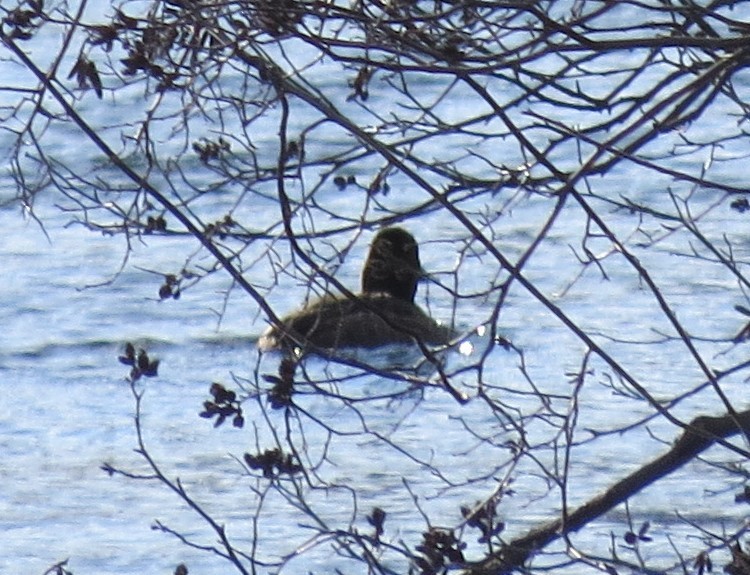 Greater/Lesser Scaup - ML529234911
